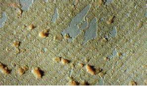 海寧鳳鳴葉綠素有限公司